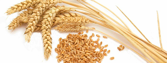 Масло пшеничных зародышей - энергия жизни для ваших волос